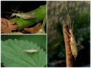Cricket Stem