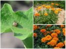 Colorado aardappel insectenwerende planten