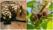 Kæmpe asiatiske hornet