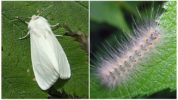 American puting butterfly