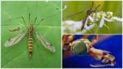 Malaking fly lamok