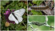 Caterpillar en Hawthorn Butterfly