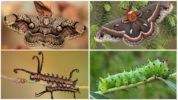 Brameya และตัวหนอนอยู่ทางด้านซ้าย, cecropia และตัวอ่อนของมันทางด้านขวา
