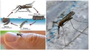 Malaria cycle ng pag-aanak ng lamok