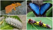 Dalceride และตัวหนอนทางซ้ายสีน้ำเงิน morpho และตัวอ่อนของมันทางด้านขวา