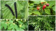 Peacock Eye Caterpillar Nutrisyon