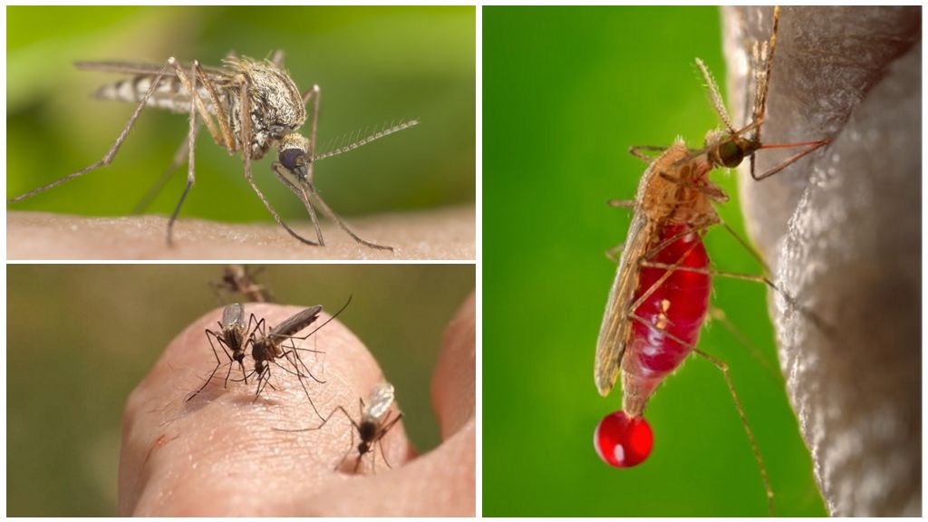 Mennesker, med hvilke blodtypen oftest bliver bidt af myg