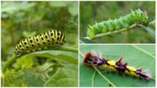 Caterpillar