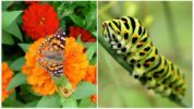 Swallowtail-sommerfugl og dens larve