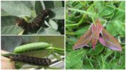 Mga Uod ng Hogworm ng Alak