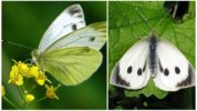 Butterfly repolyo