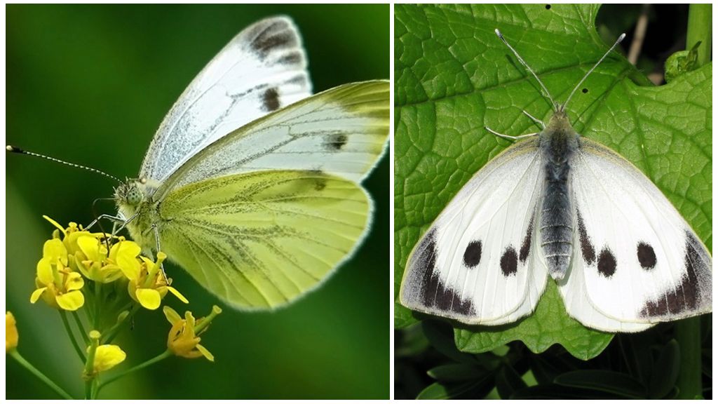 Paglalarawan at larawan ng uod at butterfly repolyo