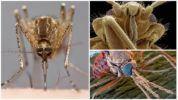 Zanzara al microscopio