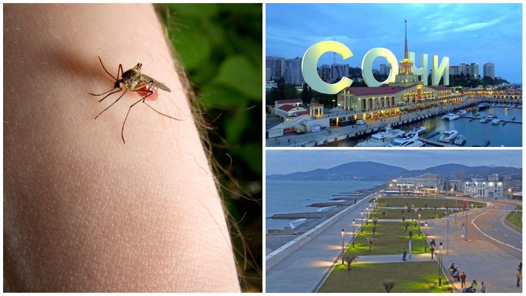 Er der myg i Sochi og Adler