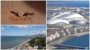 Zanzare nel territorio di Krasnodar