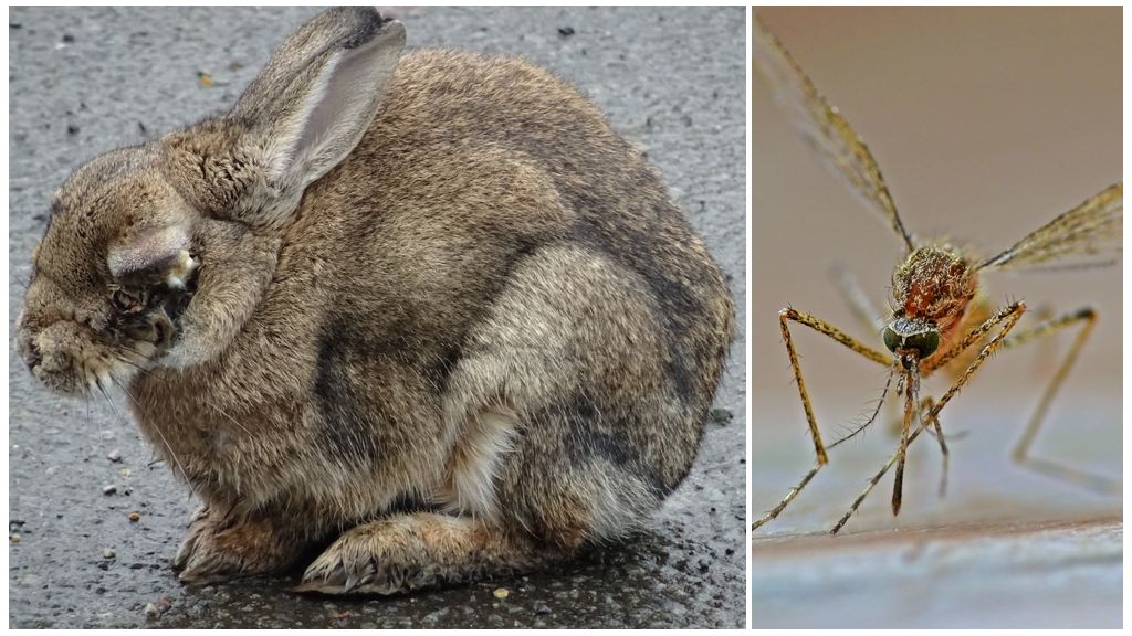 Sådan reddes kaniner fra myg på gaden og i kanin