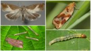 Leafworm en zijn rups