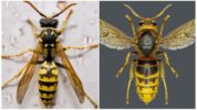 Hveps og hornet