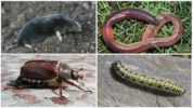 Voedsel voor de mol