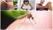 Ang mga kahihinatnan ng isang kagat ng isang lamok ng malaria