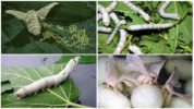 Mga uod ng Silkworm