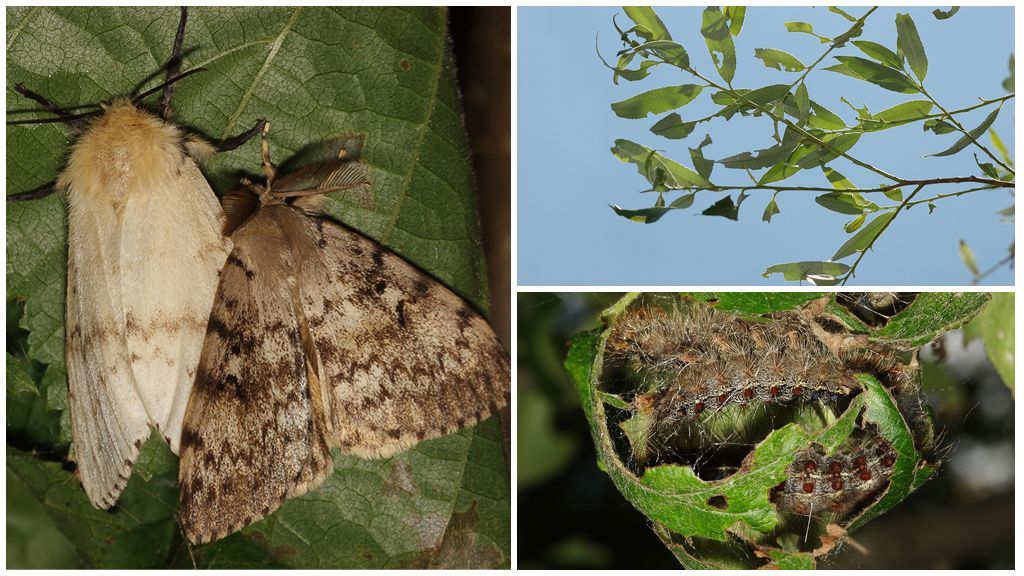 Paglalarawan at larawan ng isang walang bayad na silkworm na uod at butterfly