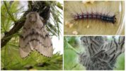 Hindi pantay na silkworm
