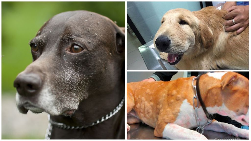 Hvad skal man gøre, hvis en hund er bidt af myg og kamme