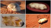 Marsupial-mooli