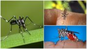 Aedes-lajien edustajat