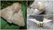 Silkworm