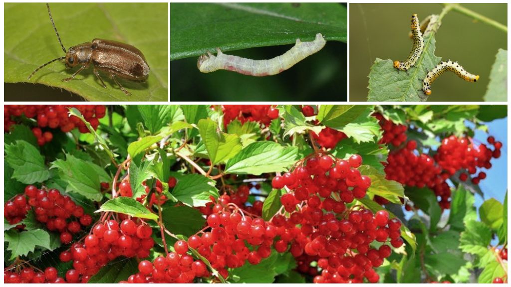 Paano mapupuksa ang mga uod sa viburnum
