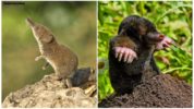 Mole at shrew