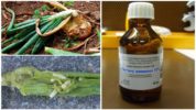 Ammonia kumpara sa Onion Flies