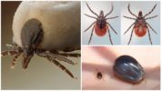 Borreliosis tik