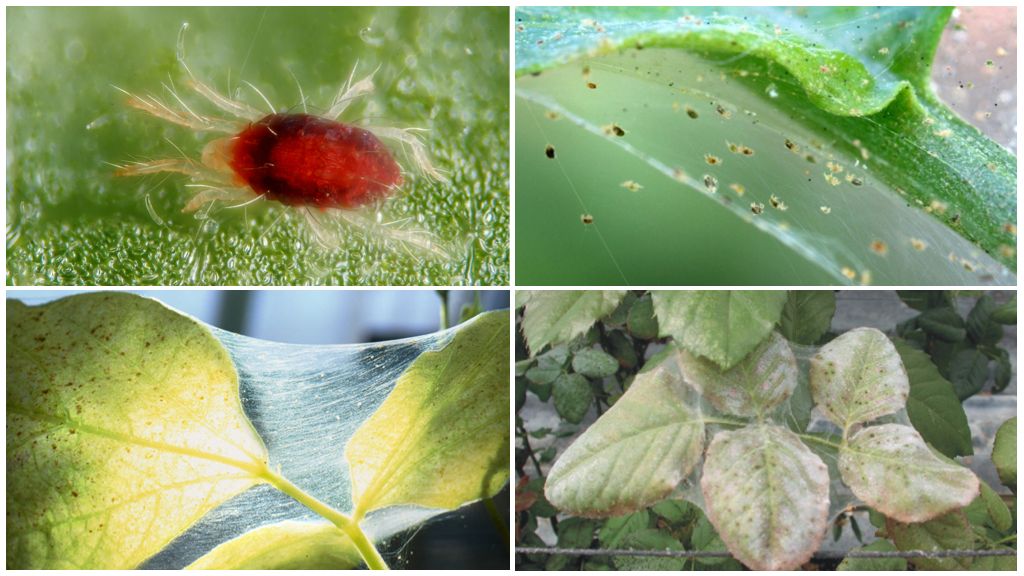 Paano mapupuksa ang isang spider mite: mga gamot at pamamaraan ng pakikibaka
