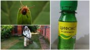 Ang pagiging epektibo ng gamot Tsifoks mula sa ticks