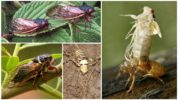 Lumipad si Cicada