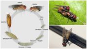 Buhay ng siklo ng isang ordinaryong fly