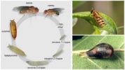 Life cycle ng Sierphidae