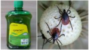 Tsifoks mula sa ticks