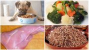 Cibo per animali domestici