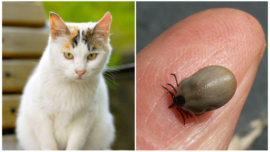 Hvad skal man gøre, hvis en kat er bidt af et kryds