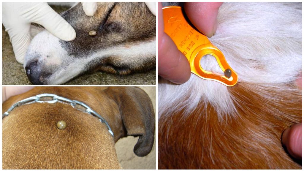 Tik bid i en hund - symptomer, effekter og behandling derhjemme