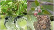 Mga caterpillars sa puno ng mansanas