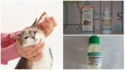 Druppels voor katten met otodectose
