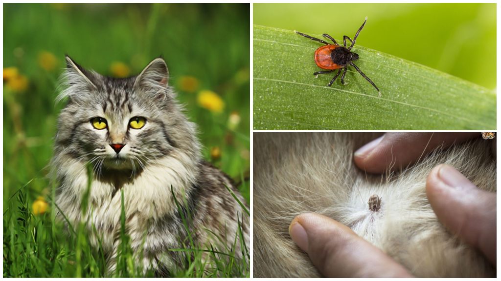 Hvad man skal gøre, og hvordan man behandler et hak i en kat eller kat