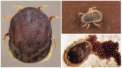 Argas Mites
