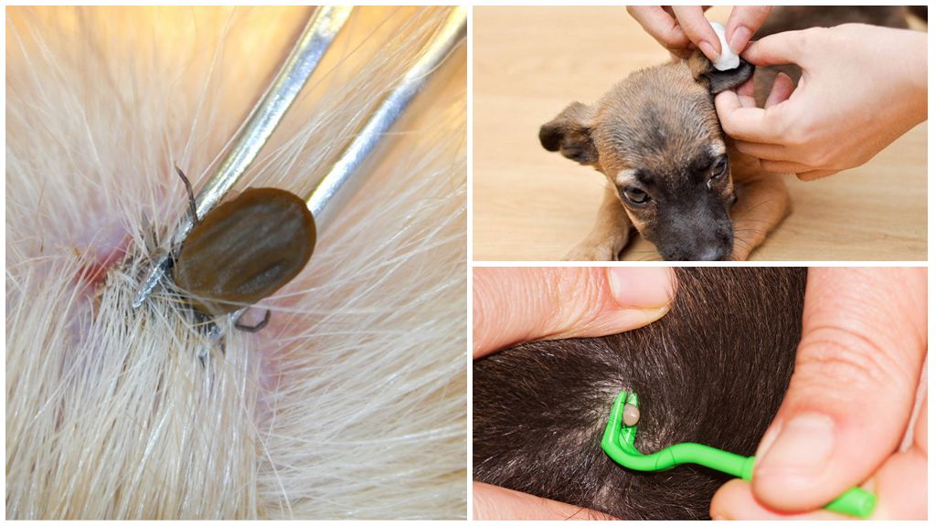 Sådan fjernes et hak i en hund derhjemme