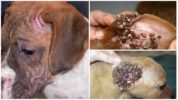 Zecche di cane